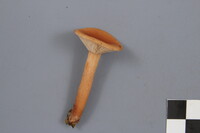 Lactarius tabidus image